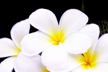 Fototapeta na wymiar Frangipani flower