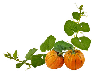 Beautiful pumpkin with leaves on a white background