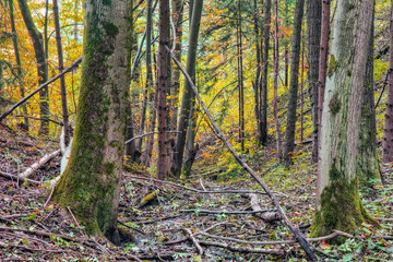 Enchanted Autumn Forrest