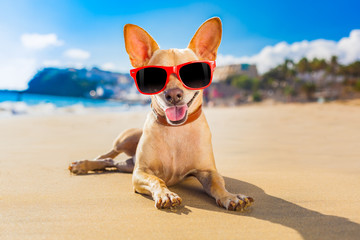 Fototapeta na wymiar chihuahua summer dog