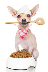 hungry chef cook dog