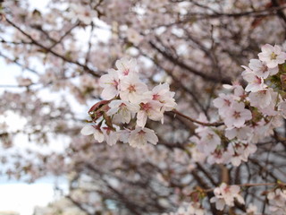 満開の桜