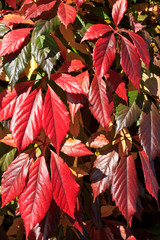 Jungfernrebe im Herbst