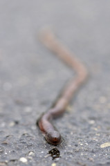 Regenwurm