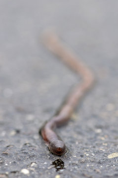 Regenwurm