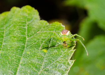 grüne Krabbenspinne mit Beute