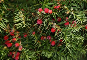 red berries of yew-tree