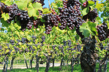 weinberge