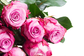 pink  flowers close up