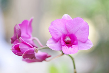 Naklejka na ściany i meble Orchid plants