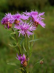purple flowers of knapweed