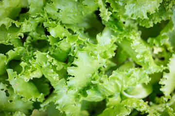 Fresh salad background at garden