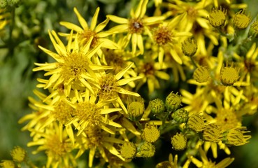 Golden ragwort flowers and leaves