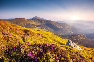 Obraz premium flower