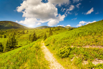 Obraz premium summer