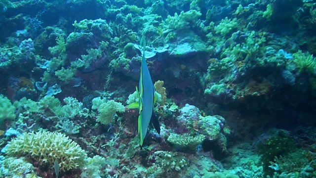 Boer's batfish - Platax