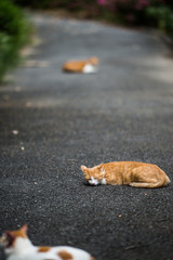 舗装道で休むのらねこ
