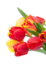 Obraz premium Fresh colorful tulips bouquet