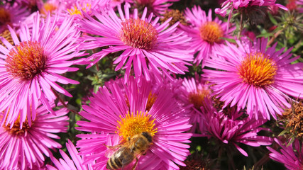 Astern © focus finder