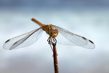 Dragonfly