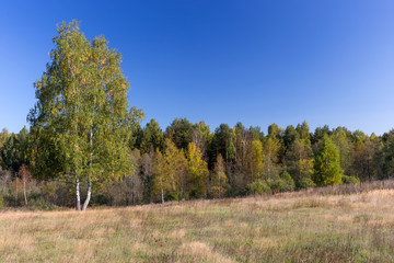 Fototapeta premium Forest