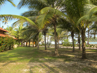 palmier seychelles