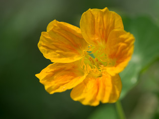 ハーブの金蓮花