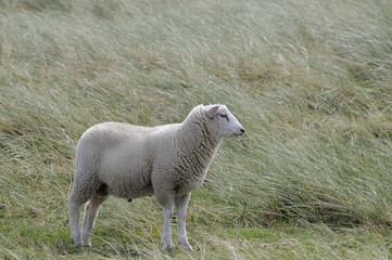 Fototapeta premium schaf 99