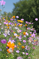 Naklejka premium kwitnąca trawa