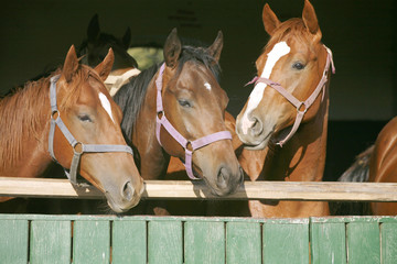 Young thoroughbred  horses standing in the stable door