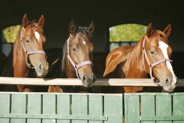 Nice thoroughbred foals in the stable