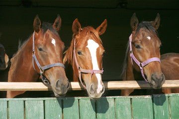 Nice thoroughbred foals in the stable door
