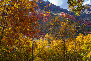 Sedona Arizona USA Fall Colors
