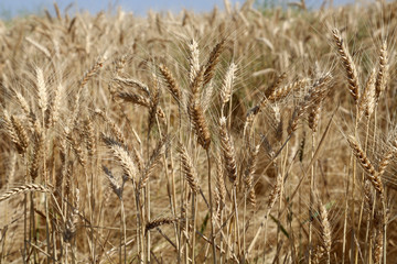 Wheat field up close