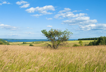 tree on wheat field