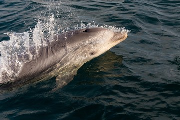 Dolphin swimming