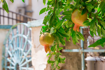Unreife Granatäpfel, Kreta