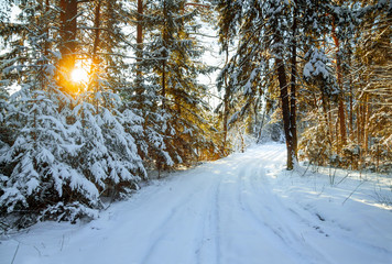 Obraz premium winter landscape with the forest and a road