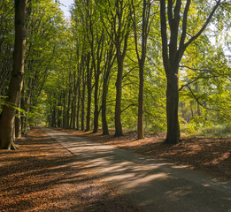 Fototapeta premium Road through a beech forest at fall