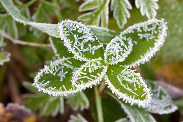 background from a green grass covered with hoarfrost