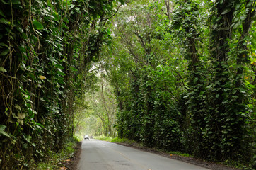 Fototapeta premium Scenic drive under liana covered trees in Kauai