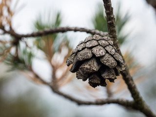 Branch with cones