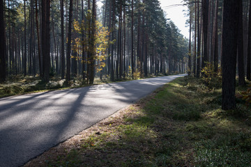 Obraz premium Morning sun beams over autumn road