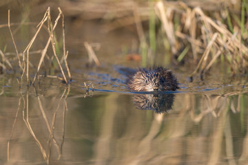 Bisamratte, Muskrat, Ondatra zibethicus