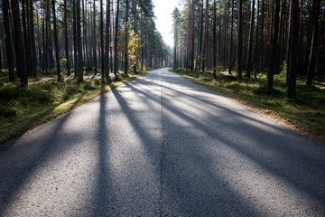 Fototapeta premium Morning sun beams over autumn road