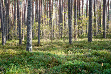 Obraz premium Morning sun beams in the autumn forest
