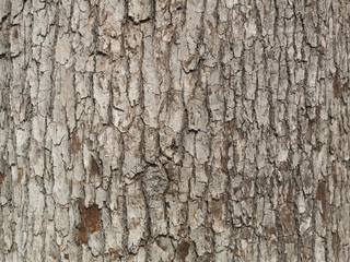 Obraz premium 樹木の幹