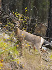 Portrait of deer in woods.