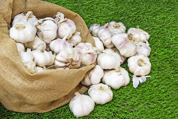 Garlic on green grass