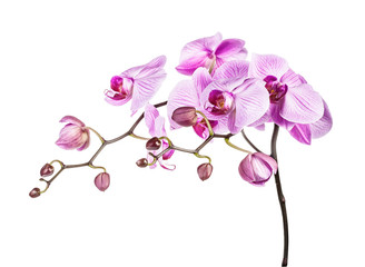 Orchid branch